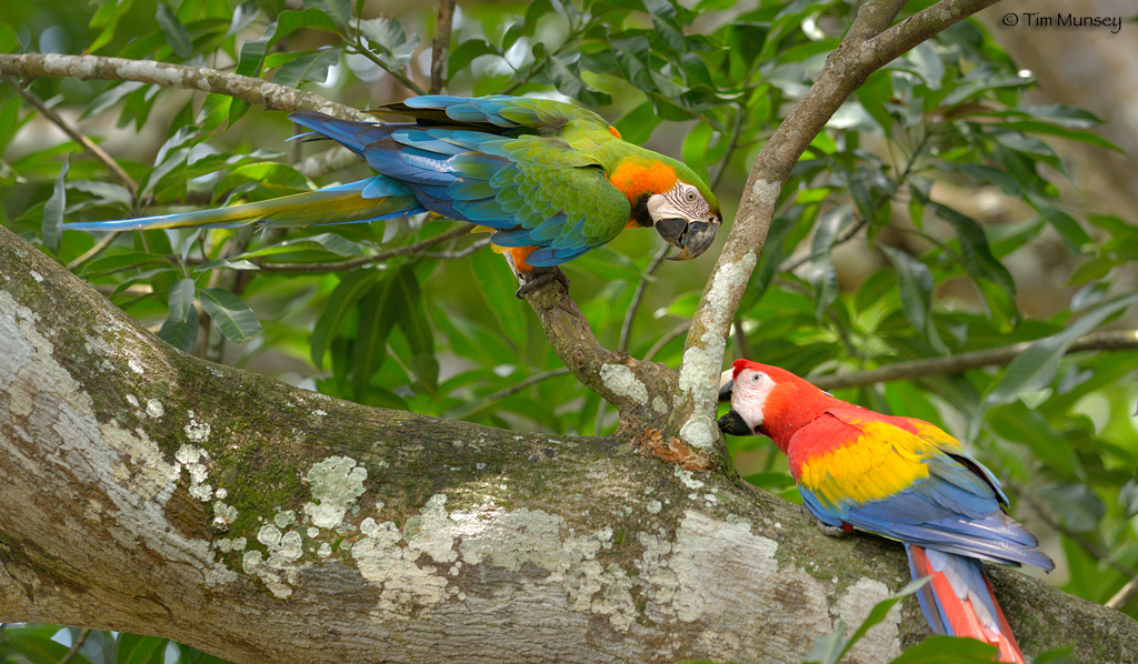 Macaw Collection